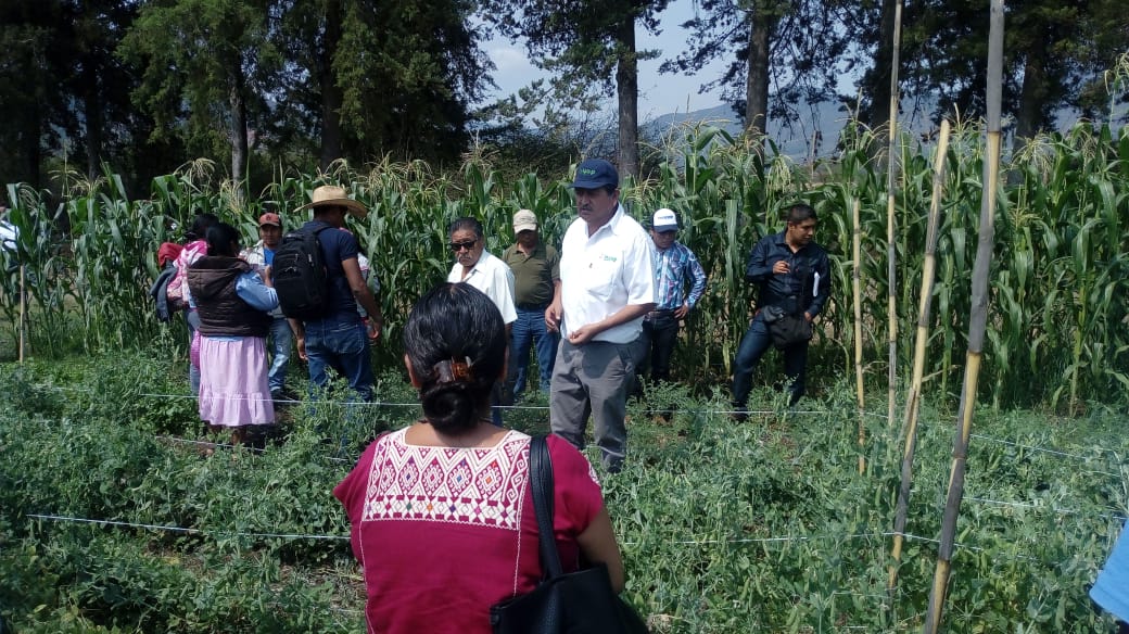 EL INIFAP REALIZA EVENTO DEMOSTRATIVO Y DE CAPACITACIÓN EN EL SITIO EXPERIMENTAL MIXTECA OAXAQUEÑA.